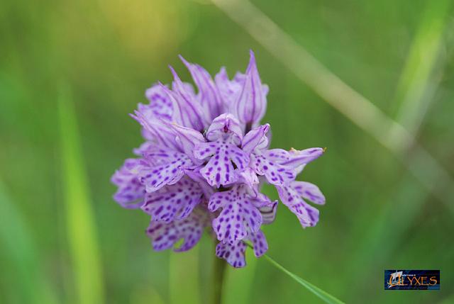 orchis tridentata.JPG